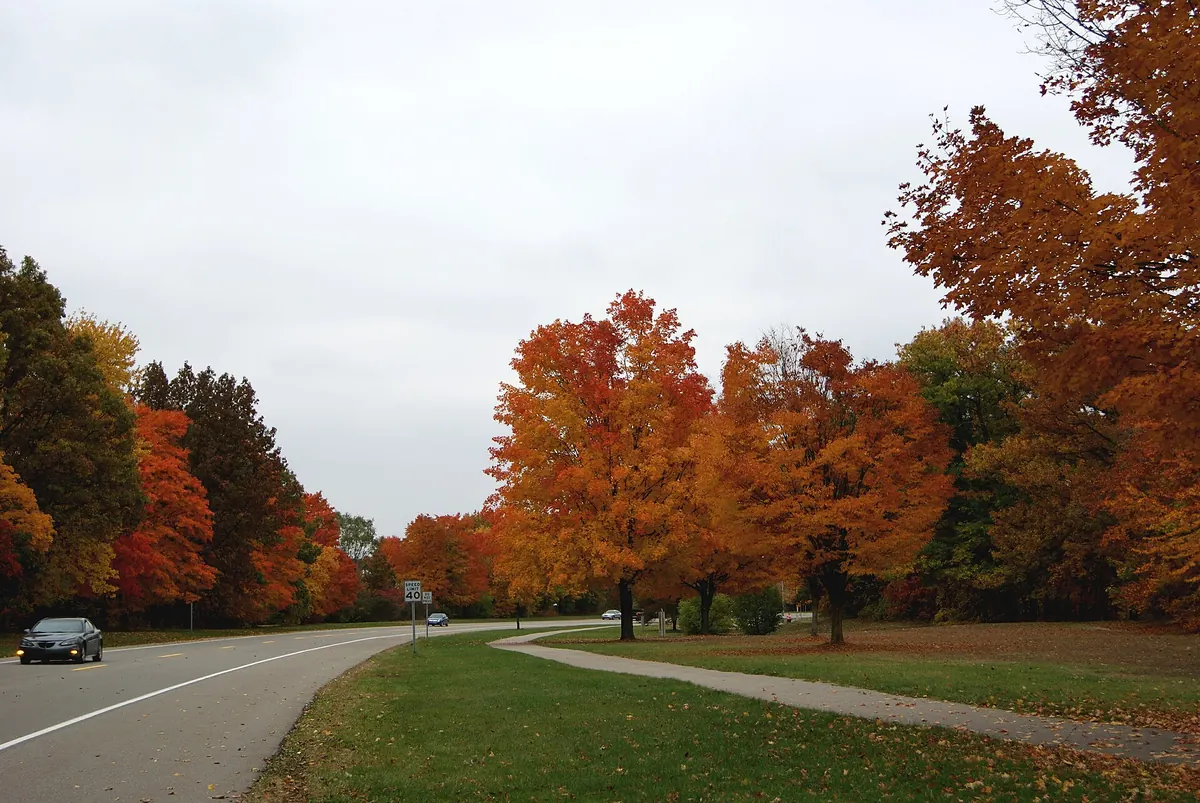 Hines Drive curving through Hines Park under bright orange fall maples in Livonia, Michigan