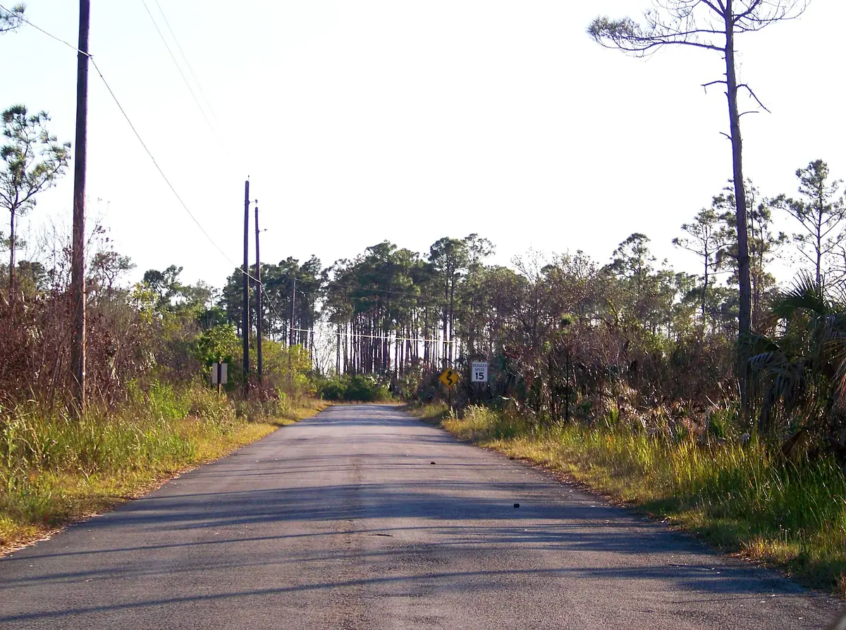 Narrow Loop Road running straight through pines and palmettos in Big Cypress National Preserve