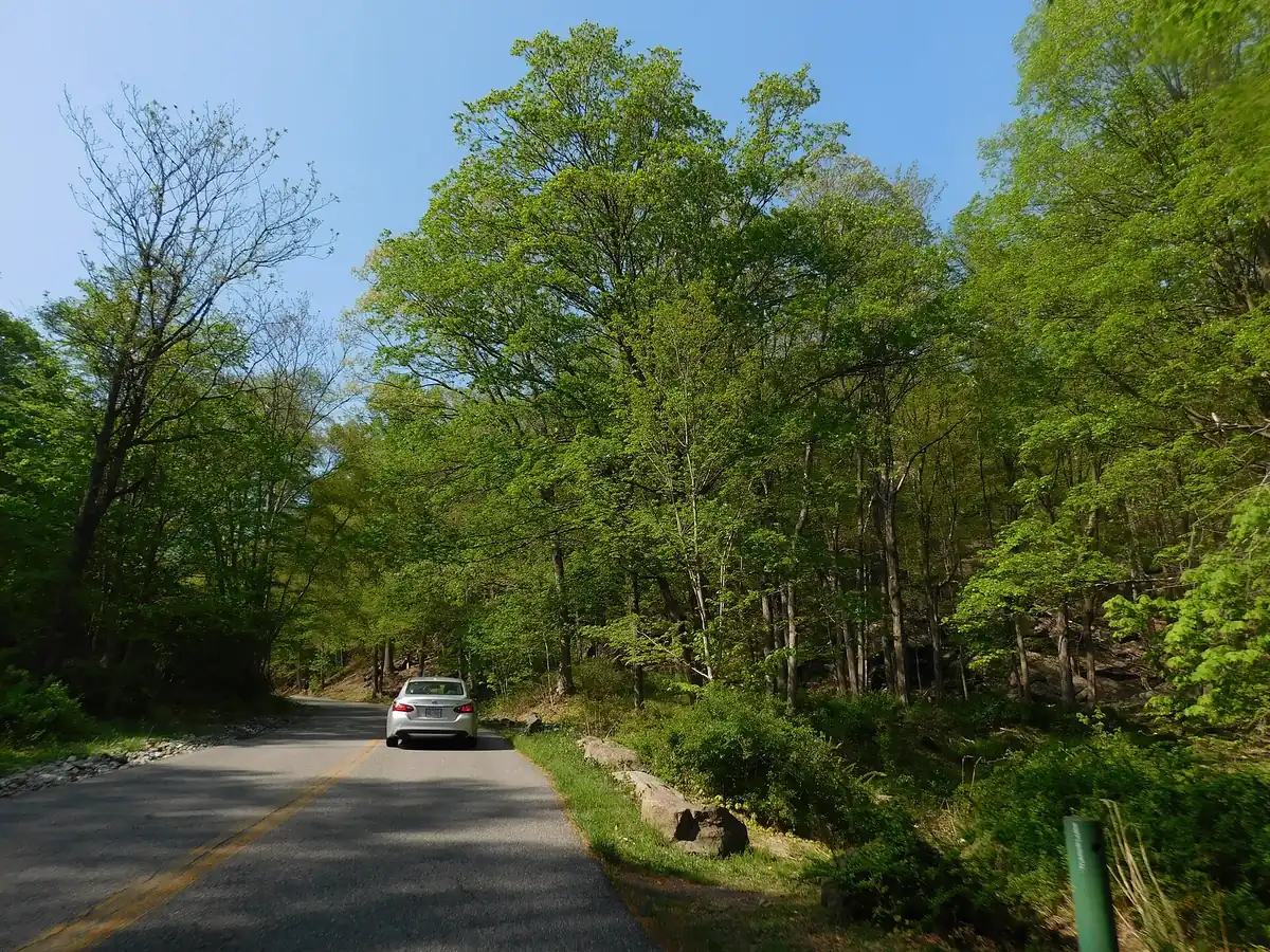 Perkins Memorial Drive climbing through green spring woods on Bear Mountain
