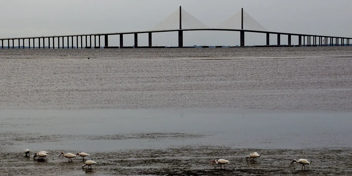 Sunshine Skyway Bridge stretching across lower Tampa Bay with its cable-stayed center span, ibises on the flats in front